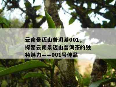 云南景迈山普洱茶001，探索云南景迈山普洱茶的独特魅力——001号佳品