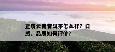 正统云南普洱茶怎么样？口感、品质怎样评价？