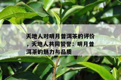 天地人对明月普洱茶的评价，天地人共同赞誉：明月普洱茶的魅力与品质