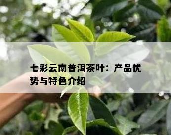 七彩云南普洱茶叶：产品优势与特色介绍