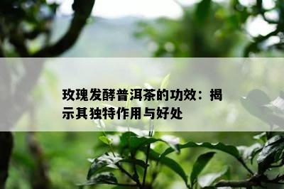 玫瑰发酵普洱茶的功效：揭示其特别作用与好处