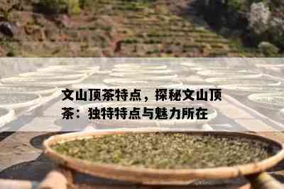 文山顶茶特点，探秘文山顶茶：独特特点与魅力所在