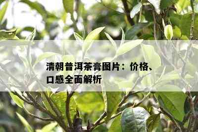 清朝普洱茶膏图片：价格、口感全面解析