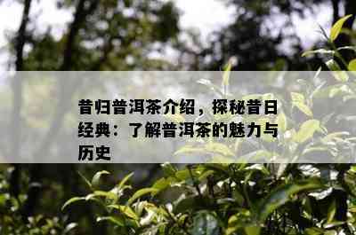 昔归普洱茶介绍，探秘昔日经典：了解普洱茶的魅力与历史