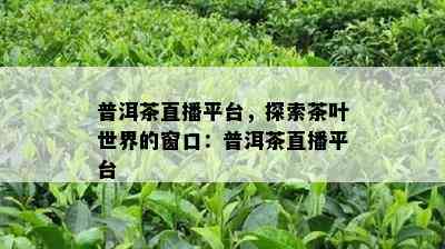 普洱茶直播平台，探索茶叶世界的窗口：普洱茶直播平台