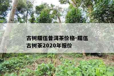 古树糯伍普洱茶价格-糯伍古树茶2020年报价