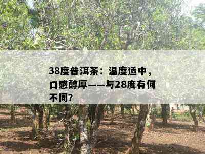 38度普洱茶：温度适中，口感醇厚——与28度有何不同？