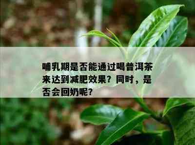 哺乳期是不是能通过喝普洱茶来达到减肥效果？同时是不是会回奶呢？