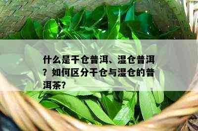 什么是干仓普洱、湿仓普洱？如何区分干仓与湿仓的普洱茶？