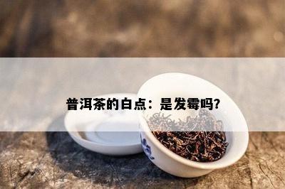 普洱茶的白点：是发霉吗？