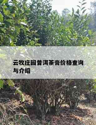 云牧庄园普洱茶膏价格查询与介绍