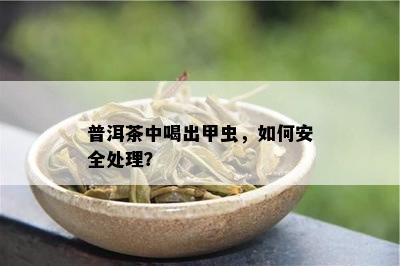 普洱茶中喝出甲虫，怎样安全解决？