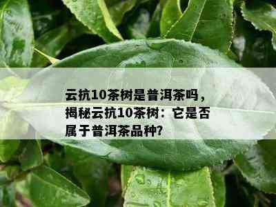 云抗10茶树是普洱茶吗，揭秘云抗10茶树：它是否属于普洱茶品种？