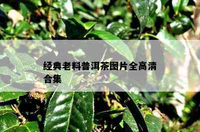 经典老料普洱茶图片全高清合集