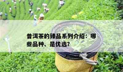 普洱茶的臻品系列介绍：哪些品种、是优选？