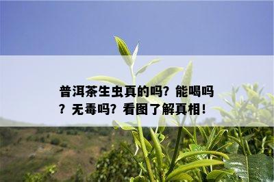 普洱茶生虫真的吗？能喝吗？无吗？看图熟悉真相！