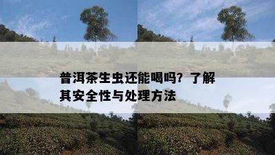 普洱茶生虫还能喝吗？熟悉其安全性与解决方法