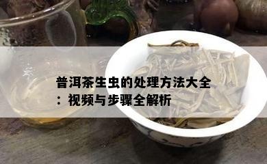 普洱茶生虫的解决方法大全：视频与步骤全解析