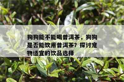 狗狗能不能喝普洱茶，狗狗是不是能饮用普洱茶？探讨宠物适宜的饮品选择