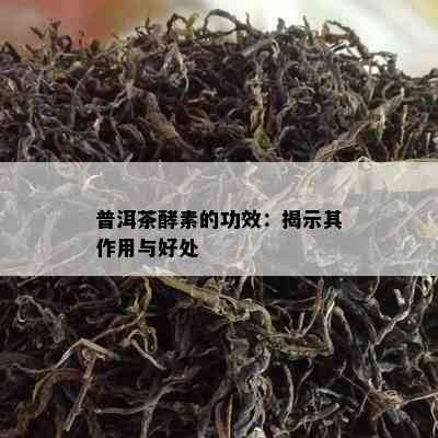 普洱茶酵素的功效：揭示其作用与好处