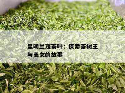 昆明兰茂茶叶：探索茶树王与美女的故事