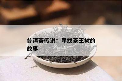 普洱茶传说：寻找茶王树的故事