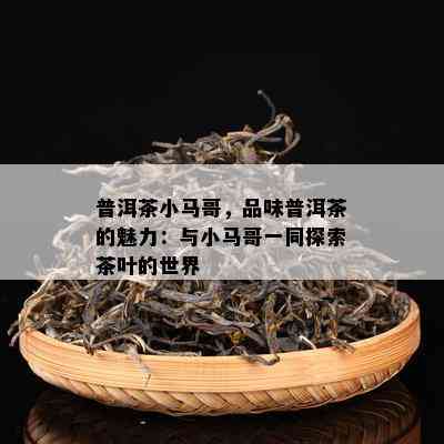 普洱茶小马哥，品味普洱茶的魅力：与小马哥一同探索茶叶的世界