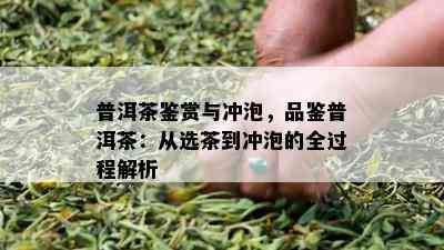 普洱茶鉴赏与冲泡，品鉴普洱茶：从选茶到冲泡的全过程解析