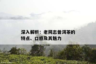 深入解析：老同志普洱茶的特点、口感及其魅力