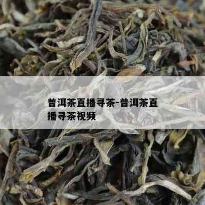 普洱茶直播寻茶-普洱茶直播寻茶视频