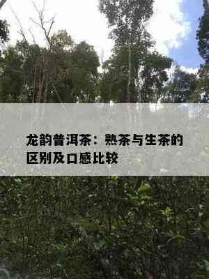 龙韵普洱茶：熟茶与生茶的区别及口感比较