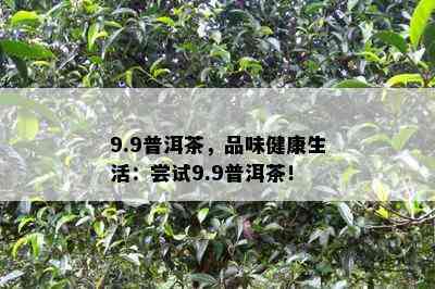 9.9普洱茶，品味健康生活：尝试9.9普洱茶！