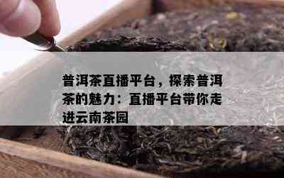 普洱茶直播平台，探索普洱茶的魅力：直播平台带你走进云南茶园