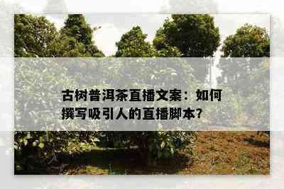 古树普洱茶直播文案：怎样撰写吸引人的直播脚本？