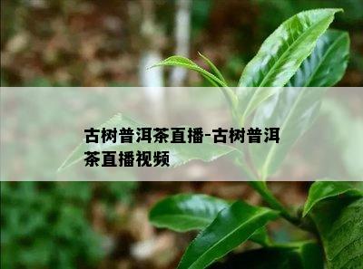 古树普洱茶直播-古树普洱茶直播视频