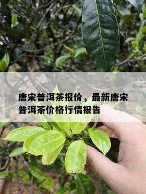 唐宋普洱茶报价，最新唐宋普洱茶价格行情报告