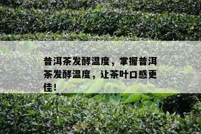 普洱茶发酵温度，掌握普洱茶发酵温度，让茶叶口感更佳！