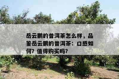 岳云鹏的普洱茶怎么样，品鉴岳云鹏的普洱茶：口感如何？值得购买吗？