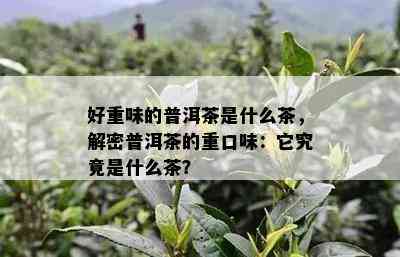 好重味的普洱茶是什么茶，解密普洱茶的重口味：它究竟是什么茶？