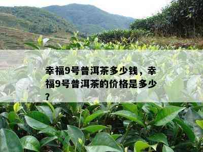 幸福9号普洱茶多少钱，幸福9号普洱茶的价格是多少？