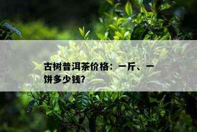 古树普洱茶价格：一斤、一饼多少钱？