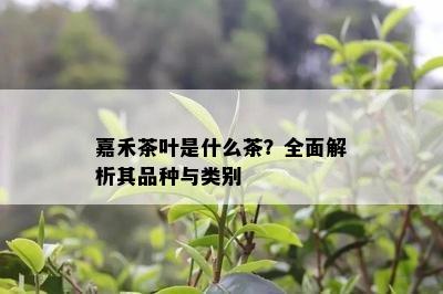 嘉禾茶叶是什么茶？全面解析其品种与类别