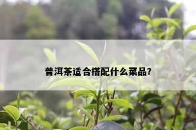 普洱茶适合搭配什么菜品？