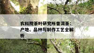 农科院茶叶研究所普洱茶：产地、品种与制作工艺全解析