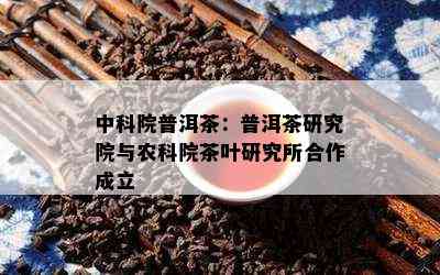 中科院普洱茶：普洱茶研究院与农科院茶叶研究所合作成立