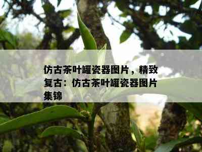 仿古茶叶罐瓷器图片，精致复古：仿古茶叶罐瓷器图片集锦