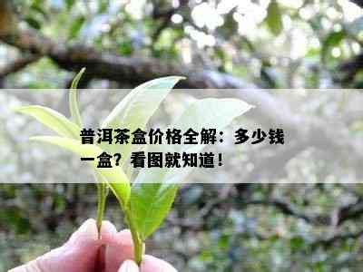 普洱茶盒价格全解：多少钱一盒？看图就知道！