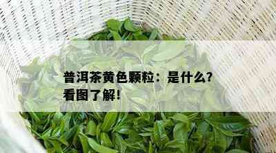 普洱茶黄色颗粒：是什么？看图熟悉！