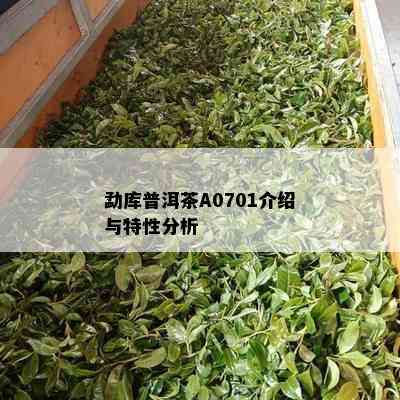 勐库普洱茶A0701介绍与特性分析