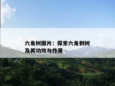 六角树图片：探索六角刺树及其功效与作用